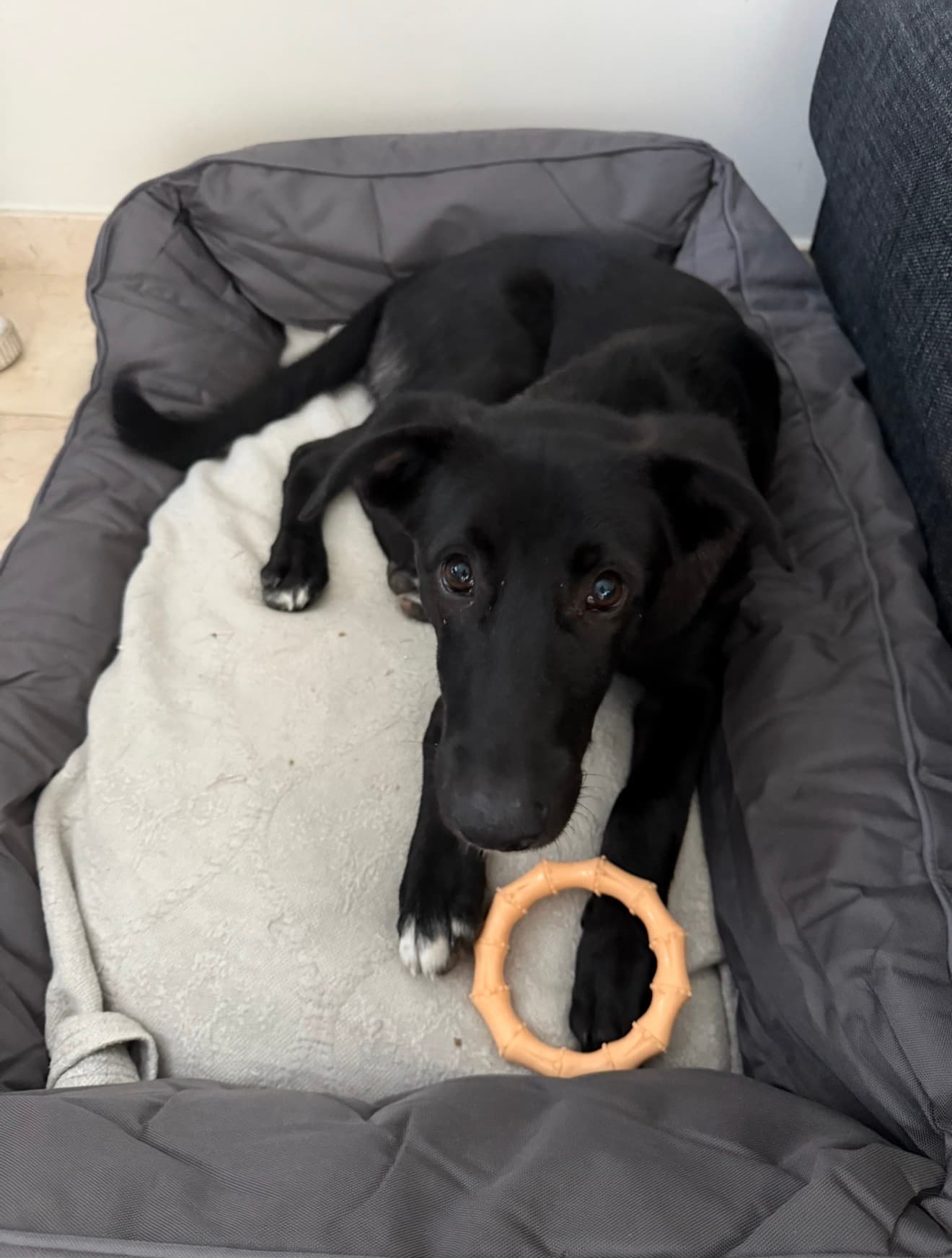 Charlie lying in his bed with his toy