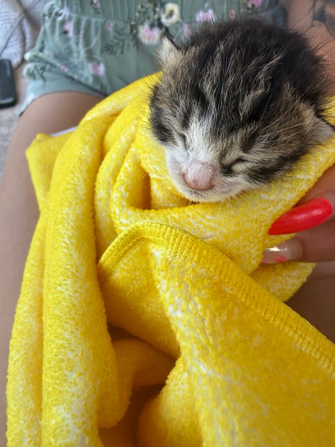Millie as a newborn kitten wrapped in a yellow towel